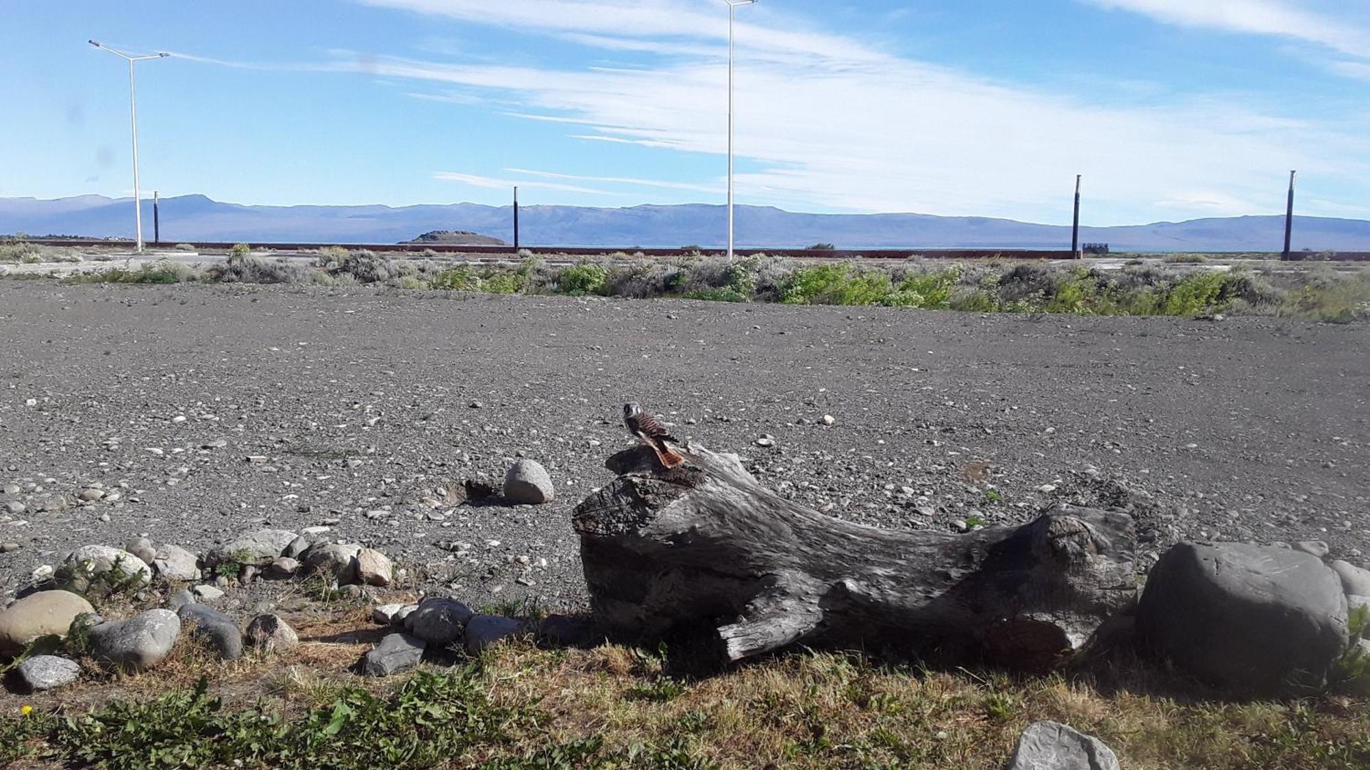 Aves Del Hostel El Calafate