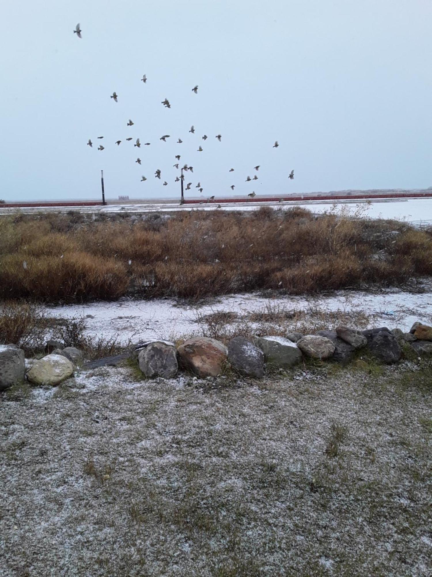 Aves Del * El Calafate